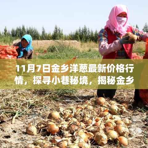 金乡洋葱最新行情揭秘,味蕾与财富的奇妙交汇点
