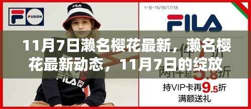 濑名樱花最新动态，11月7日的绽放与探索之旅