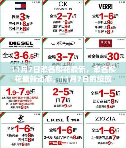 濑名樱花最新动态,11月7日的绽放与探索之旅