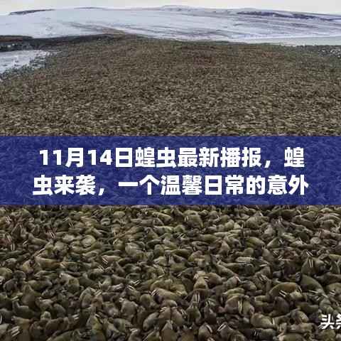 蝗虫来袭,日常意外冒险之旅的最新播报