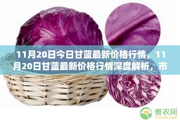 11月20日甘蓝价格行情解析,市场波动与时代印记深度探讨