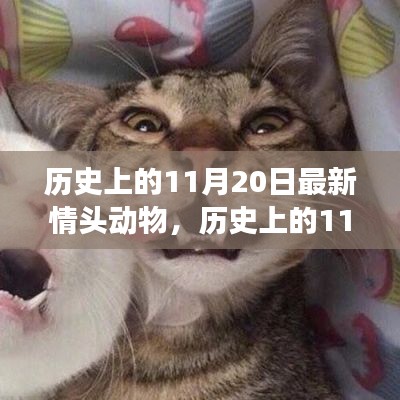 历史上的11月20日,最新情头动物探索之旅揭秘