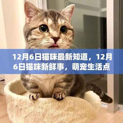 12月6日猫咪最新知道,12月6日猫咪新鲜事,萌宠生活点滴记录