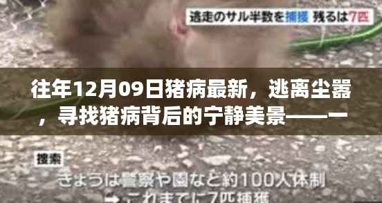 猪病背后的宁静美景,一场心灵之旅与每年的12月09日猪病最新动态探索