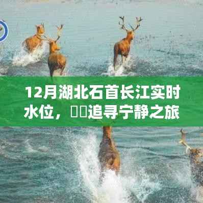 湖北石首长江畔的水位人生体验之旅,宁静之旅与实时水位观察