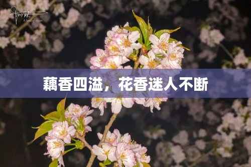 藕香四溢，花香迷人不断