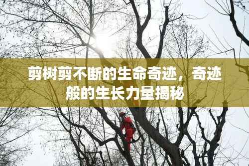 剪树剪不断的生命奇迹,奇迹般的生长力量揭秘