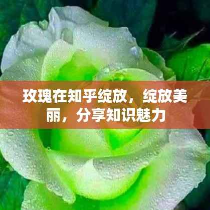 玫瑰在知乎绽放,绽放美丽,分享知识魅力