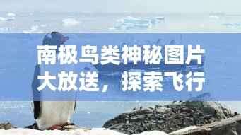 昙花一现 第3页