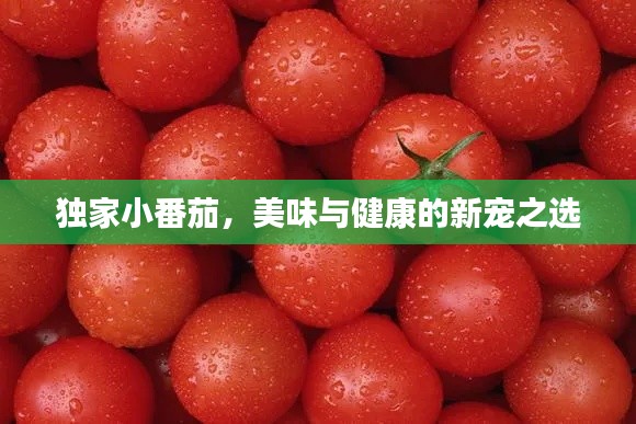 独家小番茄,美味与健康的新宠之选