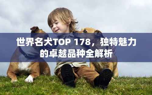 世界名犬TOP 178,独特魅力的卓越品种全解析