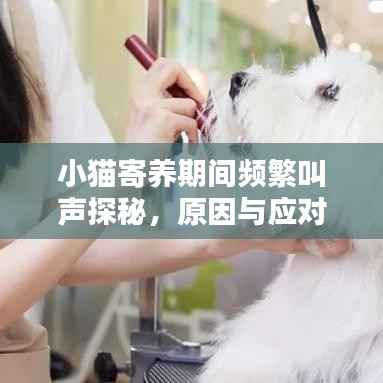 小猫寄养期间频繁叫声探秘，原因与应对策略