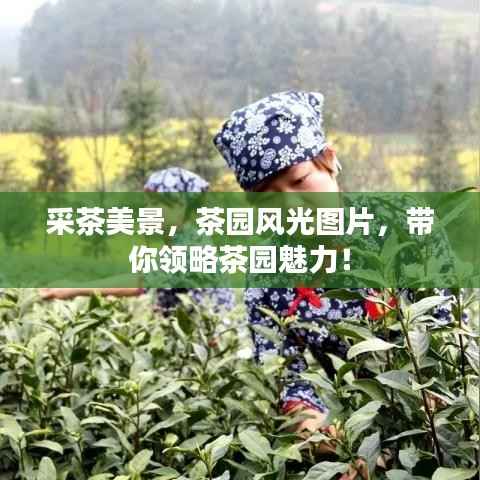 采茶美景,茶园风光图片,带你领略茶园魅力!