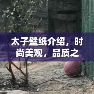 太子壁纸介绍，时尚美观，品质之选，百度收录标准标题！