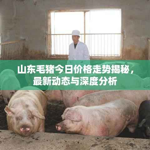 山东毛猪今日价格走势揭秘,最新动态与深度分析