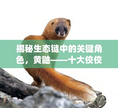 揭秘生态链中的关键角色,黄鼬——十大佼佼者上榜