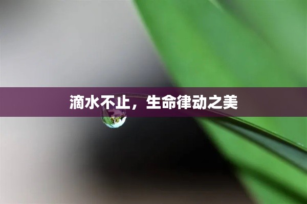 滴水不止,生命律动之美