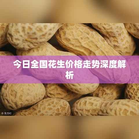 今日全国花生价格走势深度解析