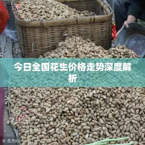 今日全国花生价格走势深度解析