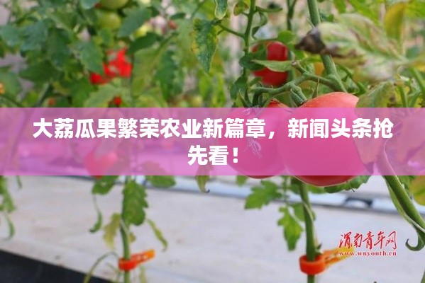 大荔瓜果繁荣农业新篇章,新闻头条抢先看!