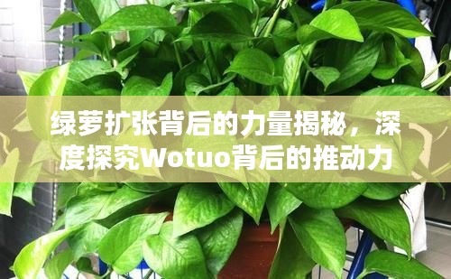 绿萝扩张背后的力量揭秘，深度探究Wotuo背后的推动力