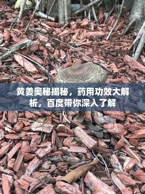 黄姜奥秘揭秘,药用功效大解析,百度带你深入了解