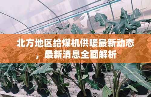北方地区给煤机供暖最新动态,最新消息全面解析